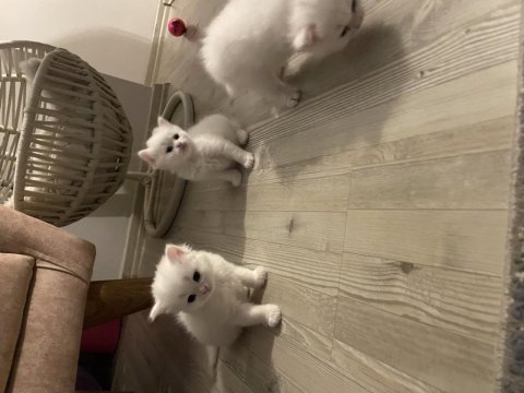 British longhair british shorthair