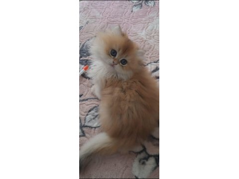 British longhair golden sevimli cana yakın uysal