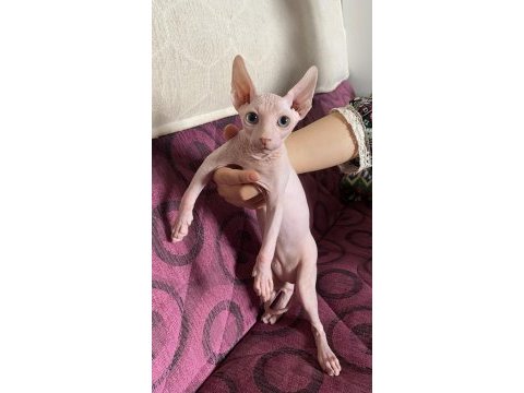 3 aylık yakışıklı erkek sfenks