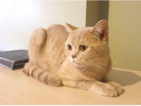 British shorthair 1,5 yaşında kedimiz