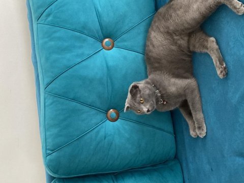 Pakize hanıma sahip arıyoruz scottish fold