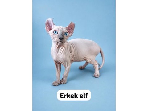 Dwelf elf bambino ve normal sfenksler