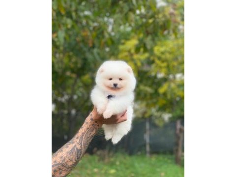 Pomeranian bebeklerimiz