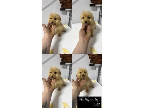 Maltipoo yavrular