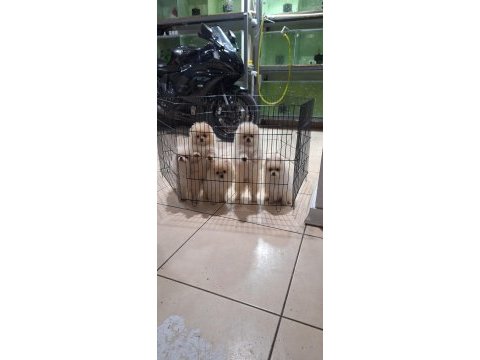 Pomeranian boo köpekler