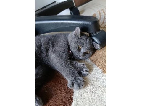 Yavru british shorthair