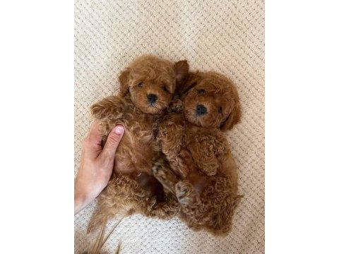 Toy poodle minik yavrular