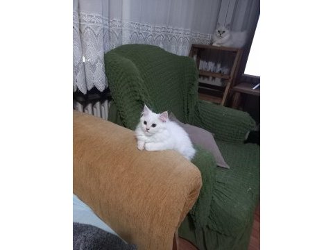 Anne altından erkek chinchilla
