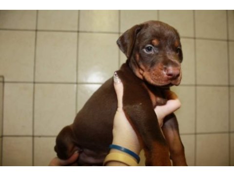 Irk garantili doberman yavruları