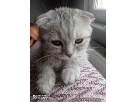 İki aylık scottish fold erkek