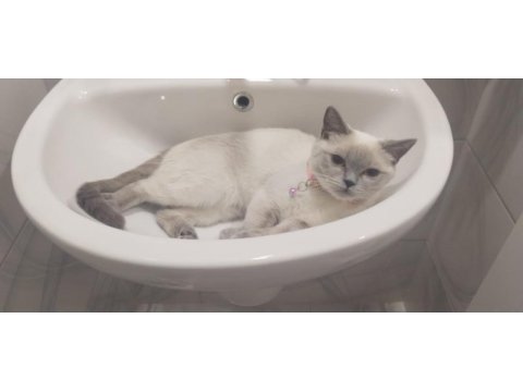 1 dişi ve 1 erkek british shorthair