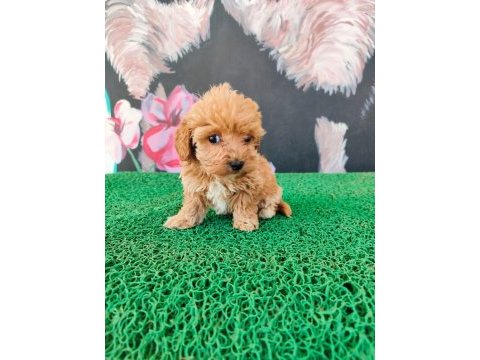 A kalite sağlık ırk garantili maltipoo yavrularım
