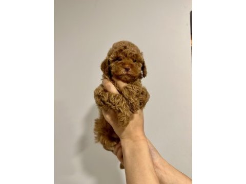 Toy poodle dişi yavru