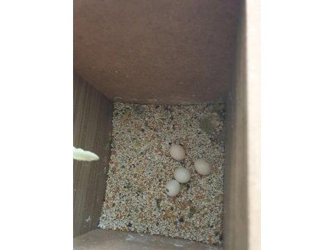Beyaz erkek + sarı dişi muhabbet kuşu takımı yavrulu