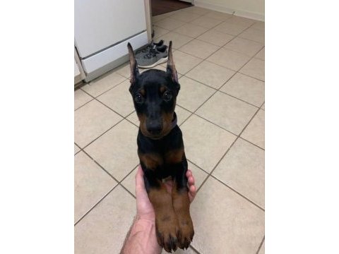 Hasım silen doberman yavruları
