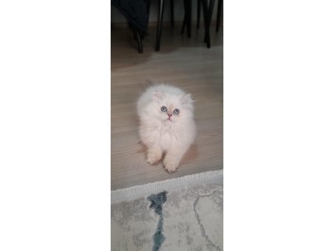 Şampiyon anne 3 aylık erkek full şecereli british longhair