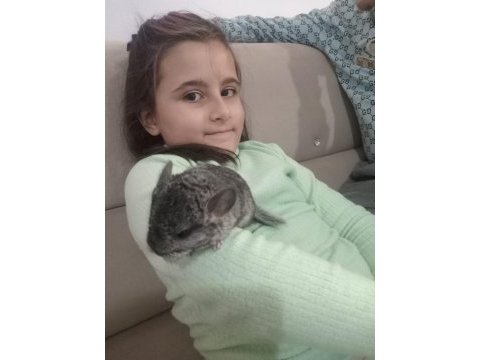 En yumuşak chinchilla dostunuz