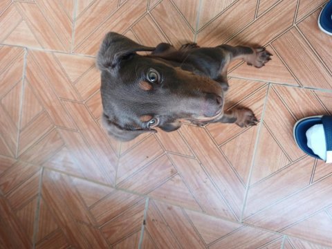 Kızıl doberman köpeği