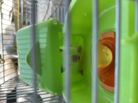 Yavru hamster