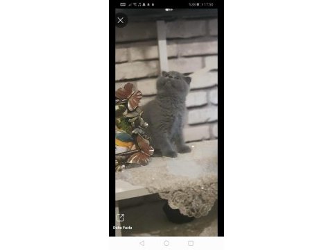 Sevimli scottish fold