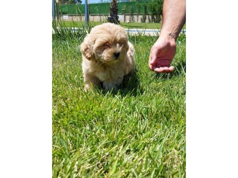 Maltipoo yavruları sizleri bekliyor