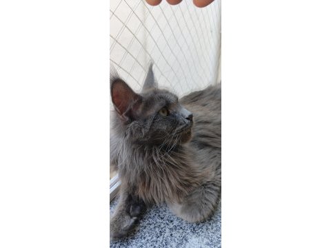 3xxxl 1 dişi ve 1 erkek eş takım maine coon