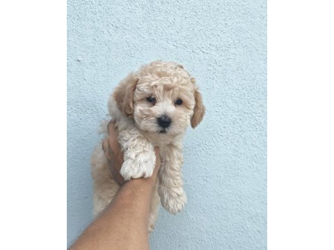 Erkek dişi maltipoo bebekler