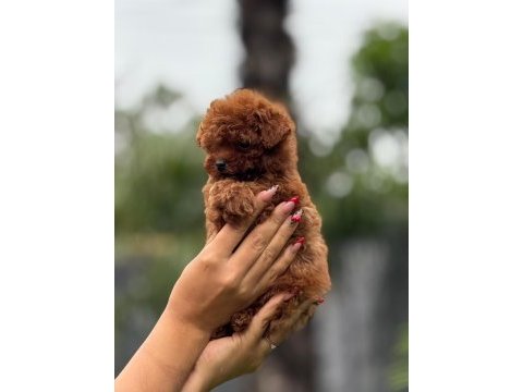 Teacup kore poodle bebekler 