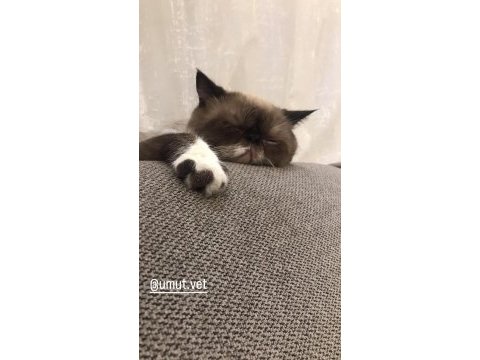 2 yaşında exotic shorthair