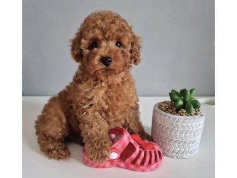 Toy poodle kore köpeğimiz