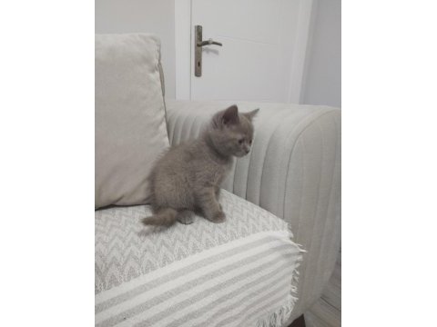 British shorthair yavrumuz yeni sahibini arıyor