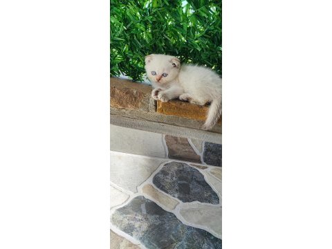 Scottish fold beyaz panter