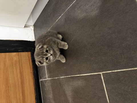 Tatlı scottish fold bebekler