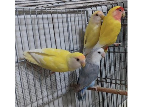 Son kalan sevda papaganları buyrun sizde sahiplenin