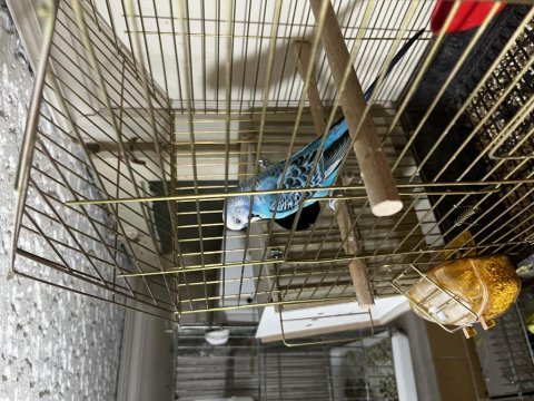 Hazır 12 takım yavrulu yumurtalı muhabbet kuşu