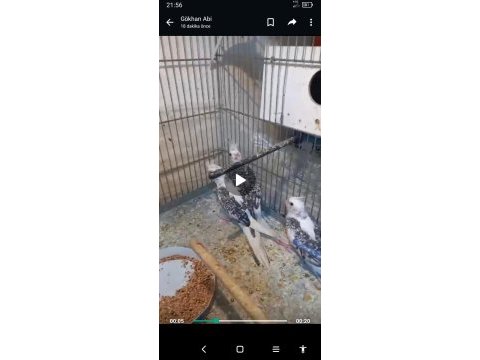 Wifi sultan papağanı yavruları