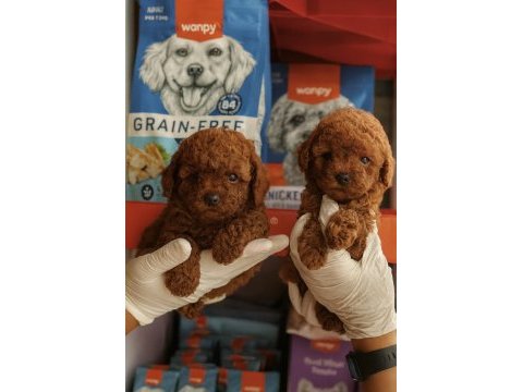 Sevginin en zarif hali toypoodle yavruları