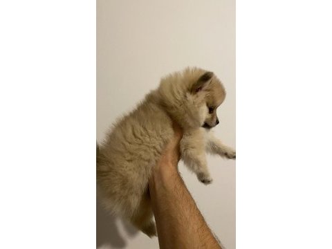 Pomeranian ayı surat yavrularımız