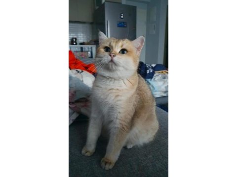 British shorthair