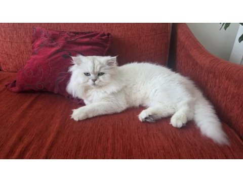 Kısır 2 yaşında erkek british longhair