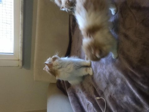 3 tane erkek yavru 1 tane dişi persian ailesi