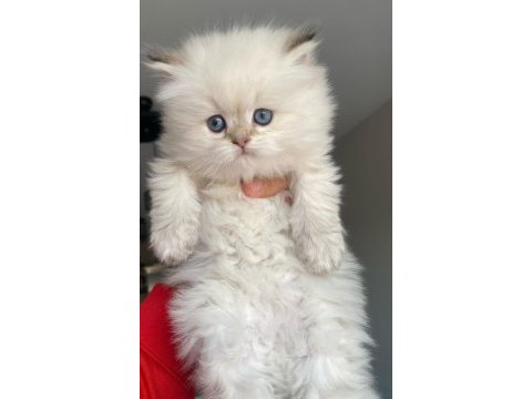 Muhteşem peluş gibi british longhair bebeğim
