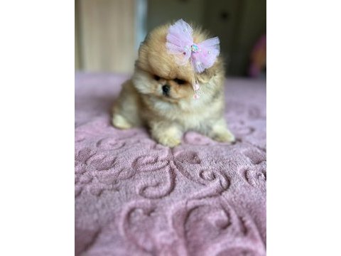 Show class mühteşem pomeranian boo yavrular