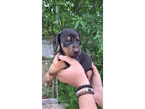 A kalite doberman yavrular
