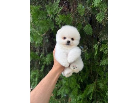 Irk ve sağlık garantili pomeranian boo bebekler