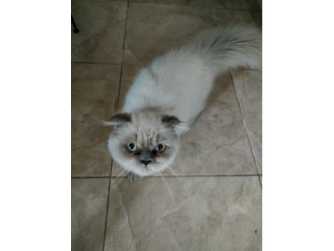 Exotic longhair acil