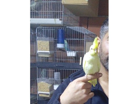 1 aylık civarı lutino kırmızı göz sultan papağanı
