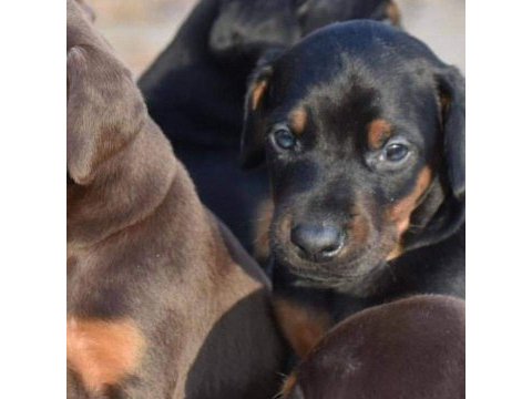 Sceli ırkının en iyisi doberman yavrular