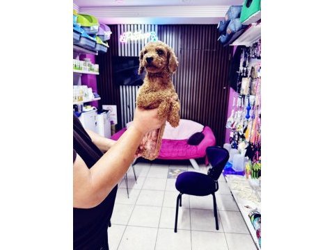 Dişi 11 aylık korekan toy poodle