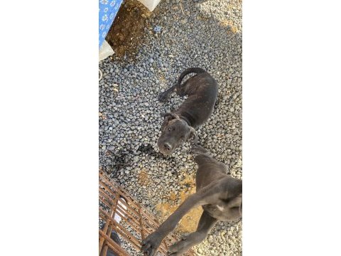 Cane corso blue bebekler